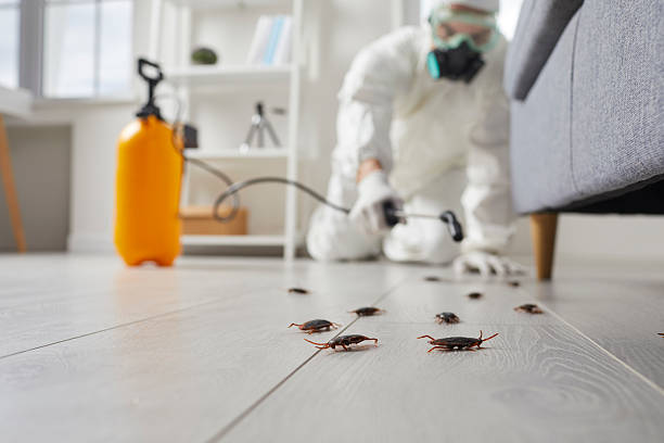 Commercial Kitchen Cockroach Control in Kensett